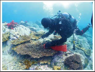 サンゴに取り付くシロレイシガイの駆除作業