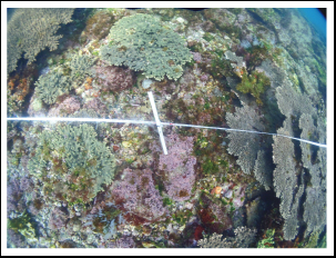 水中に100Ｍのラインを張って、サンゴの調査を行う