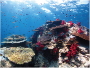 水深2mの浅場には、カラフルなサンゴが群生する場所