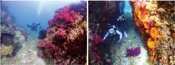 サンゴが群生する大きな岩の間を泳いで、ダイビング最中の撮影会。