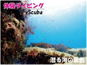透明度の良い、海の中の景色。体験ダイビングで使う桟橋周りの海中には、沢山の魚が集まります